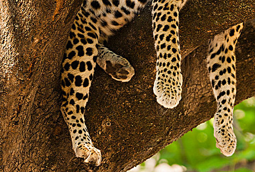 豹,奥卡万戈三角洲,博茨瓦纳