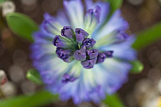 特写,紫花