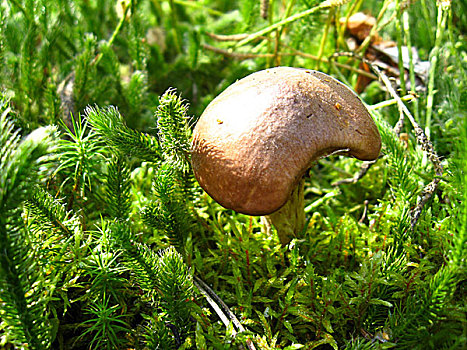 褐色,上面,蘑菇,苔藓