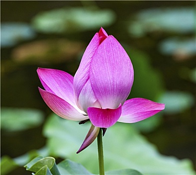 粉色,荷花,特写,北京,中国