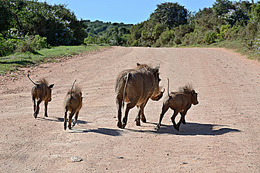 疣猪,跑,阿多大象国家公园,东开普省,南非,非洲