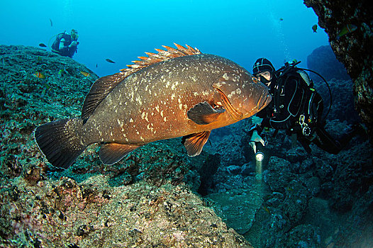 潜水,微暗,石斑鱼,石头,马德拉岛,葡萄牙,欧洲