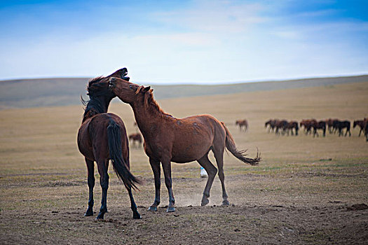 草原上两匹马