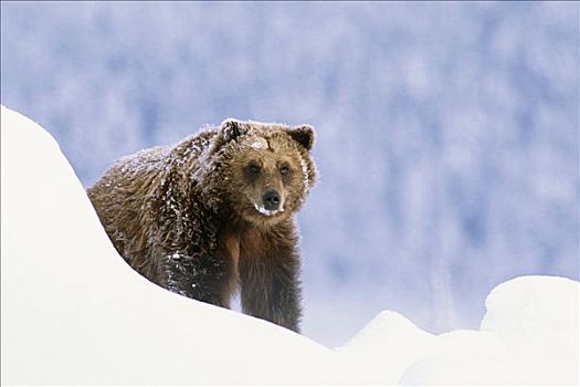 大灰熊,凝视,上方,雪堤,阿拉斯加野生动物保护中心,靠近,波蒂奇,阿拉斯加