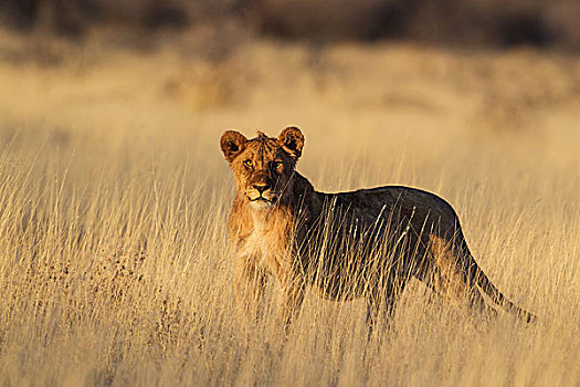 狮子,幼兽,晨光,埃托沙国家公园,纳米比亚,非洲