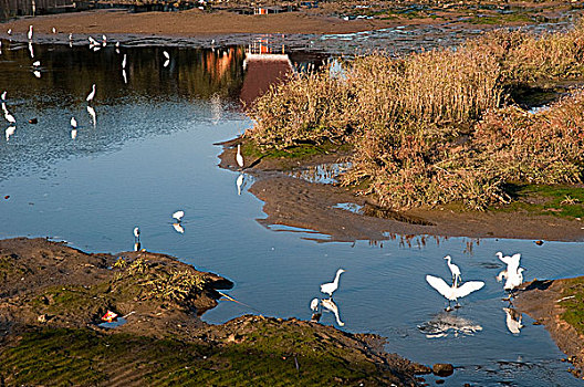 北戴河生态园湿地白鹭