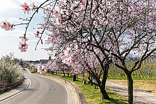 排,盛开,杏树,排列,步道,靠近,道路,教堂,远景,莱茵兰普法尔茨州,德国