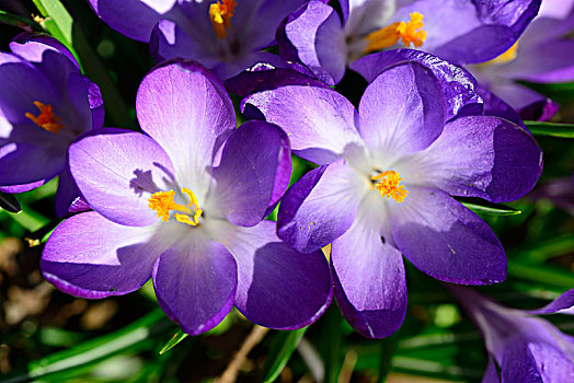 紫色,藏红花,巴伐利亚,德国,欧洲