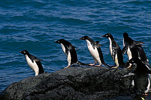 南极,南,奥克尼群岛,岛屿,阿德利企鹅,准备,海洋,进食