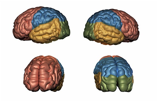 人脑,模型