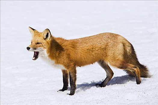雌性,红狐,阿尔冈金,省立公园,安大略省,加拿大