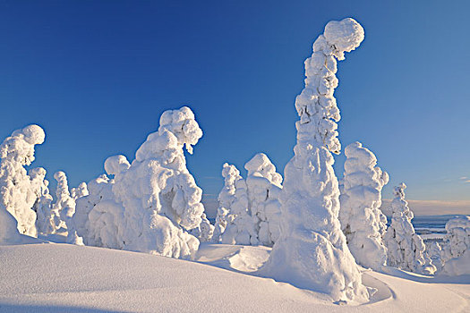 积雪,树,冬天,库萨莫,芬兰