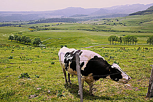 黑白花牛,山丘