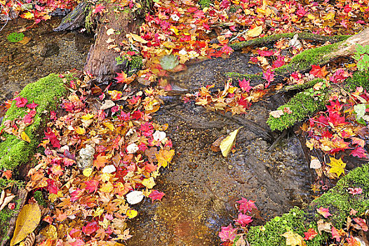 秋叶,溪流