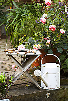 旧式,园艺剪刀,木质,凳子,靠近,玫瑰,白色,洒水壶