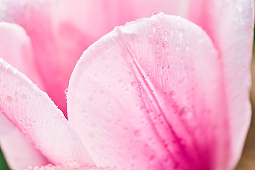 粉色花瓣水珠