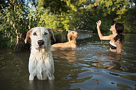 女人,游泳,两只,狗,湖,投掷,球,玩