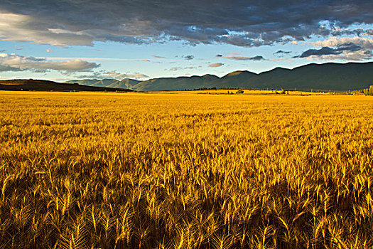 成熟,小麦,山谷,靠近,蒙大拿,美国
