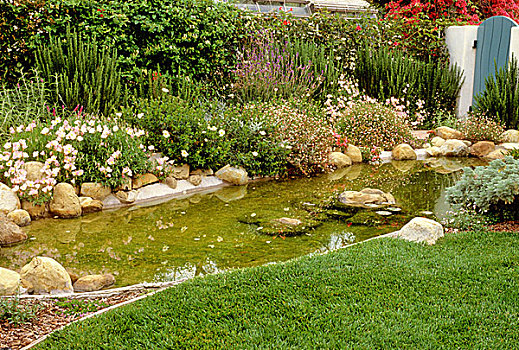水塘,围绕,种植,月见草属,迷迭香,岩蔷薇