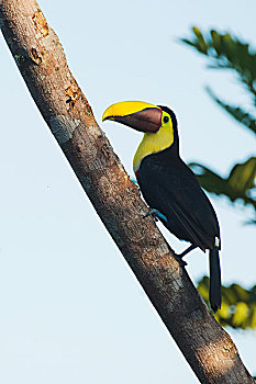巨嘴鸟,栖息,树枝,省,哥斯达黎加,北美