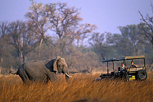 博茨瓦纳,莫雷米禁猎区,大象,非洲象,走,过去,旅游,卡车,靠近,日落