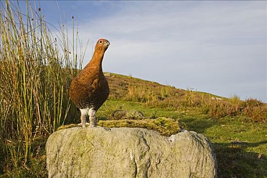 红松鸡,柳雷鸟,站立,石头,高沼地,约克郡溪谷国家公园,英格兰