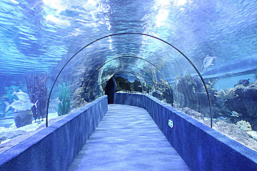 海洋馆里的海底隧道