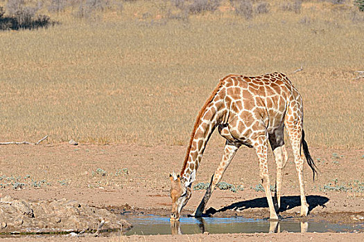 长颈鹿,喝,水坑,卡拉哈迪大羚羊国家公园,北开普,南非,非洲