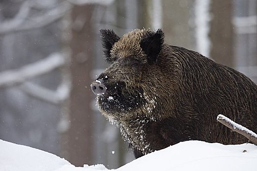 野猪,冬天