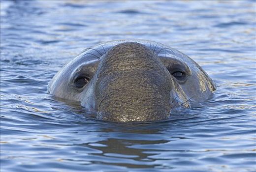 象海豹,雄性动物,漂浮,靠近,岸边,海洋,港口,南乔治亚