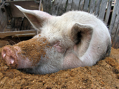 一只猪躺着的图片图片