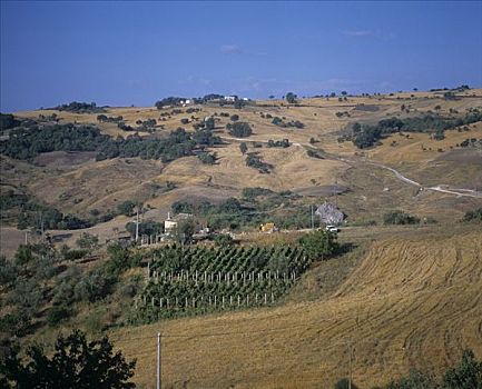 葡萄园,靠近,马希地区,酒用葡萄种植区,意大利