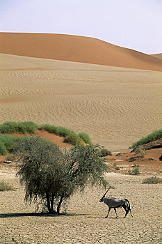 纳米比亚,纳米比诺克陆夫国家公园,索苏维来地区,沙丘,长角羚羊