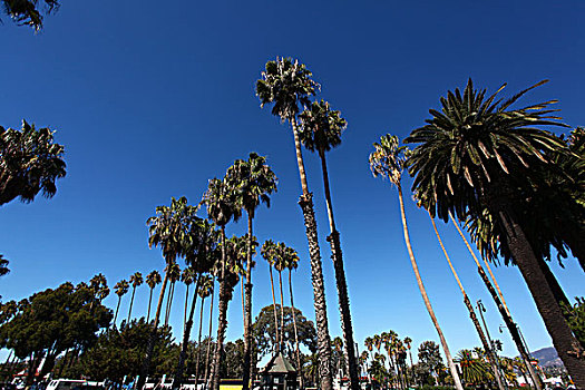 棕榈树,蓝天,北美洲,美国,加利福尼亚州,圣塔芭芭拉,海滩,风景,全景,文化,景点,旅游