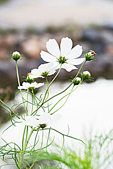 波斯菊