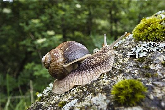 勃艮第,蜗牛,螺旋,塞文山脉,国家公园,法国,欧洲