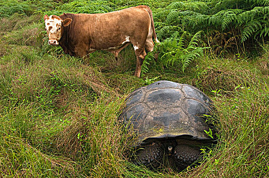加拉帕戈斯巨龟,象龟属,牛,高地,圣克鲁斯岛,加拉帕戈斯群岛,厄瓜多尔