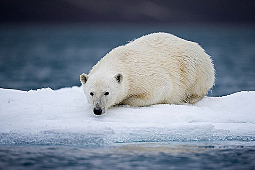 挪威,斯瓦尔巴特群岛,北极熊,休息,冰山,游泳,靠近,半月,岛屿,夏天,晚间