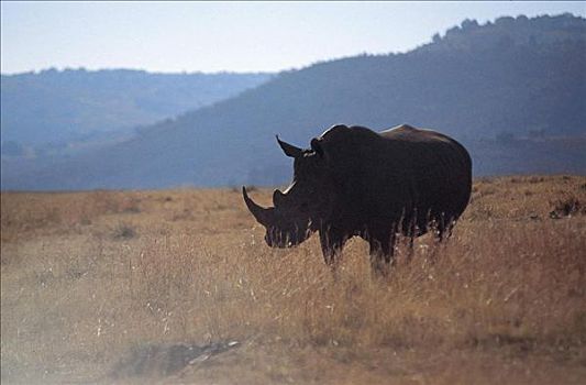 白犀牛,哺乳动物,克鲁格国家公园,南非,动物