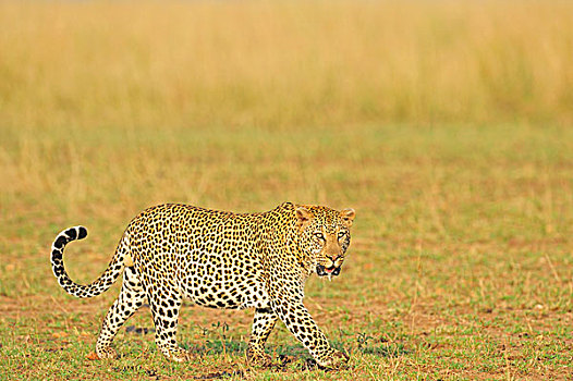 非洲豹,豹,草地,马赛马拉国家保护区,肯尼亚,非洲