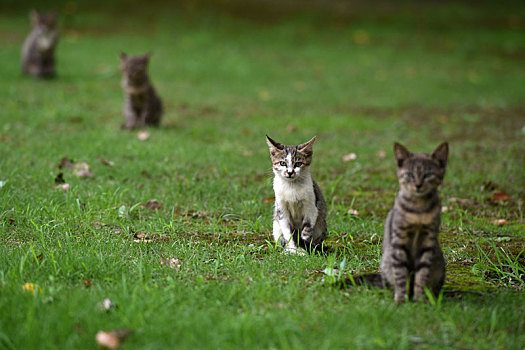 一群野外流浪猫