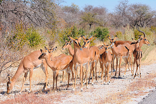 牧群,黑斑羚,站立,边缘,公路,埃托沙国家公园,纳米比亚,非洲
