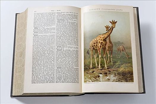 两个,长颈鹿,德国,百科全书