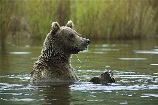 大灰熊,棕熊,站立,布鲁克斯河,捕获,三文鱼,爪子,卡特麦国家公园,阿拉斯加