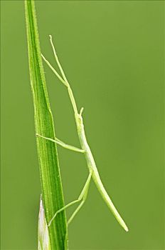 竹节虫,年轻,普罗旺斯,法国南部,欧洲