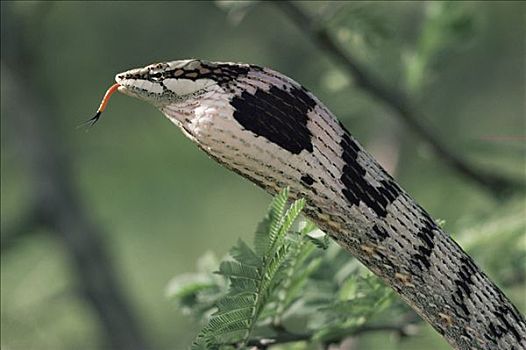 细枝,蛇,膨胀,喉咙,南非