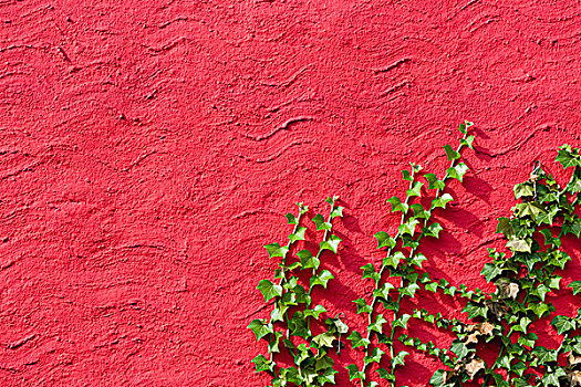 常春藤,红墙