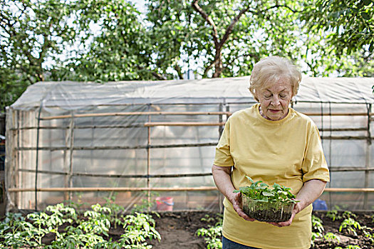 老年,女人,园艺,温室,背景