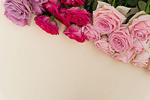 紫罗兰,粉色,盛开,玫瑰,清新,花,背景,留白