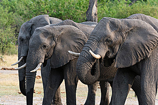 三个,大象,非洲象,奥卡万戈三角洲,博茨瓦纳
